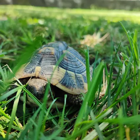 Casa Lilly San Paolo Solbrito