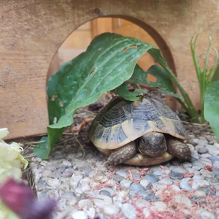 Casa Lilly San Paolo Solbrito